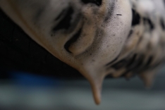 606595-MLU84803403767_052025